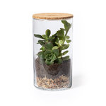 Terrarium Anymak SC