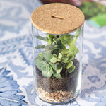 Terrarium Anymak SC